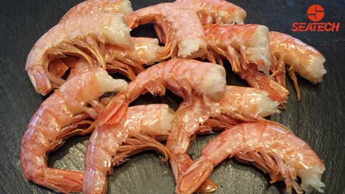 A photograph of Argentine red shrimp.
