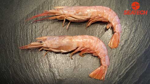 A photograph of whole Argentine red shrimp.